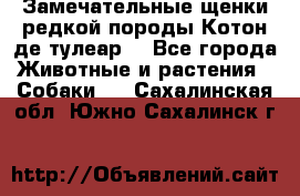 Замечательные щенки редкой породы Котон де тулеар  - Все города Животные и растения » Собаки   . Сахалинская обл.,Южно-Сахалинск г.